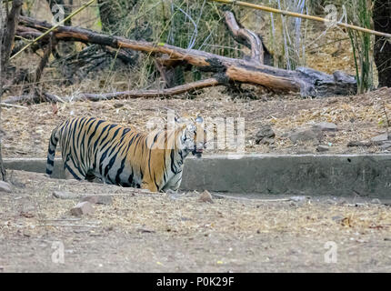 Royal tigre du Bengale, Panthera tigris, sur prowl, copie sapce Banque D'Images