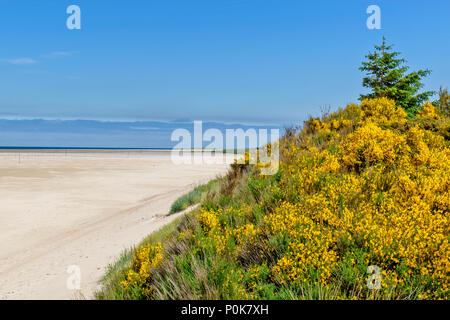 Plage de CULBIN MORAY ECOSSE dune de sable JAUNE AVEC FLEURS BALAI AVEC VUE SUR LA MER AU LOIN ET DES KILOMÈTRES DE PLAGE DE SABLE Banque D'Images