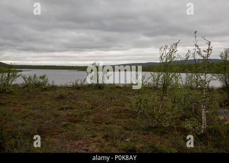 Les bouleaux sont duveteuse couvrant certaines parties des northenmost Norways province du Finnmark. Banque D'Images