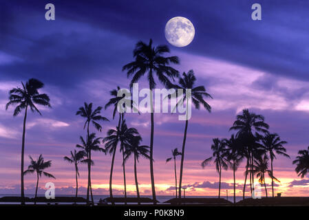 Historique 1993 GRANDS PALMIERS PARC ALA MOANA HONOLULU OAHU HAWAII USA Banque D'Images