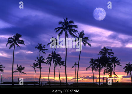 Historique 1993 GRANDS PALMIERS PARC ALA MOANA HONOLULU OAHU HAWAII USA Banque D'Images