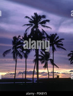 Historique 1993 GRANDS PALMIERS PARC ALA MOANA HONOLULU OAHU HAWAII USA Banque D'Images