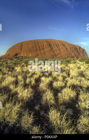 Historique 1995 touffes d'HERBE SPINIFEX PARC NATIONAL D'Uluru Ayers Rock AUSTRALIE TERRITOIRE DU NORD Banque D'Images