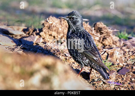 Étourneau sansonnet (Sturnus vulgaris), la Sierra Morena, Andalousie, espagne. Banque D'Images