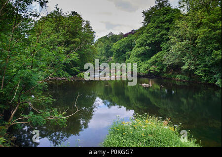 Femme Harle bièvre (Mergus merganser), avec ses jeunes debout sur des rochers au milieu d'un fleuve avec reflet dans l'eau calme, Lake District, UK, FR. Banque D'Images