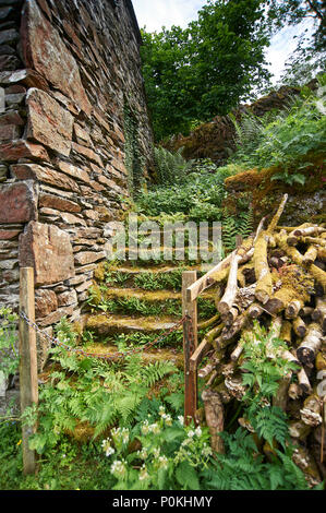 Vieux envahis par étapes sur le côté d'une ancienne grange, England, UK, FR. Banque D'Images