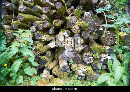 Le séchage du bois empilé avant utilisation dans une usine de canette, Stott Park Bobbin mill, Finsthwaite, South Lakeland, Cumbria, UK, FR Banque D'Images