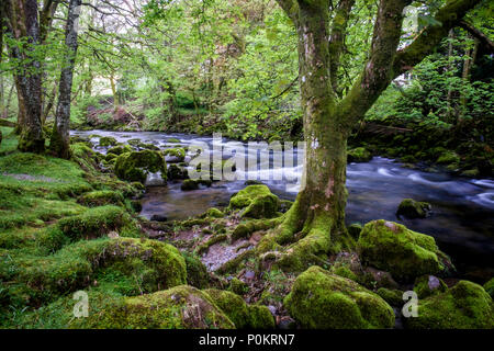 Lake Road beck, Lake District, Cumbria, Angleterre Banque D'Images