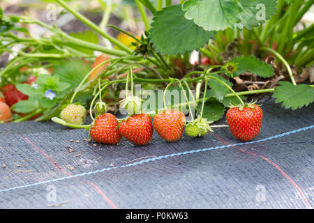 Fragaria. Le mûrissement des fraises dans le champ. Banque D'Images