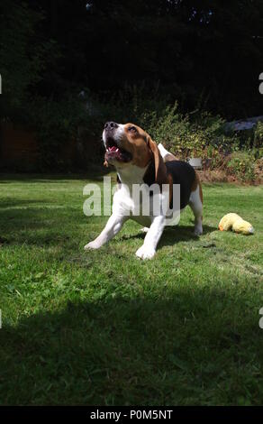 Aboiements Beagle dans jardin Banque D'Images