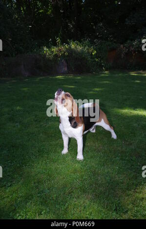 Aboiements Beagle dans jardin Banque D'Images