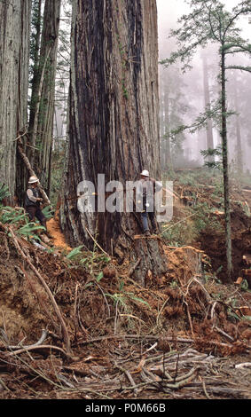 Faller debout sur un tremplin, à l'aide de tronçonneuse, faire de coupe arrière, Bois Rouge opération forestière, 'Sequoia simpervirens» , Comté de Del Norte, en Californie. Banque D'Images