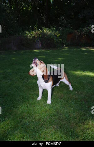 Aboiements Beagle dans jardin Banque D'Images