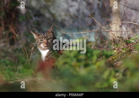 Chat tigré dans overgrown garden Banque D'Images