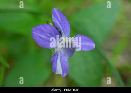 Violette odorante floraison parfumée fleur dans le matin d'été Banque D'Images