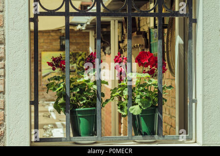 Deux pots de fleurs sur le rebord de fenêtre Piscine Banque D'Images