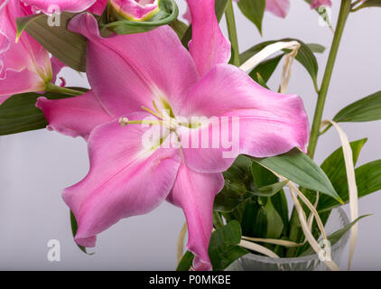 Close-up of pink liles de fleurs. Noms communs pour l'espèce de ce genre : fairy lily rainflower zephyr lily lily lily Atamasco magique et la pluie li Banque D'Images