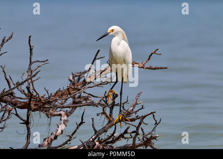 Canards sur les branches mortes au Fort DeSoto Banque D'Images