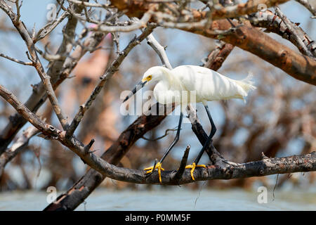 Aigrette neigeuse en équilibre sur branche morte Banque D'Images