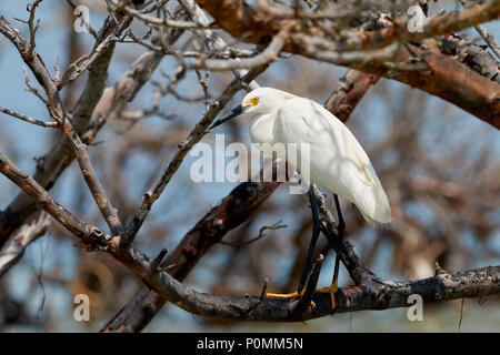 Aigrette neigeuse parmi les branches mortes Banque D'Images