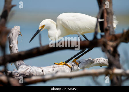 Aigrette neigeuse recherchant l'eau d'un arbre mort Banque D'Images