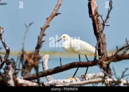 Aigrette neigeuse comité permanent sur l'arbre mort Banque D'Images