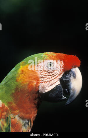 1995 PROFIL HISTORIQUE À PLUMES DE L'ARA ROUGE VERT TROPICAL Banque D'Images