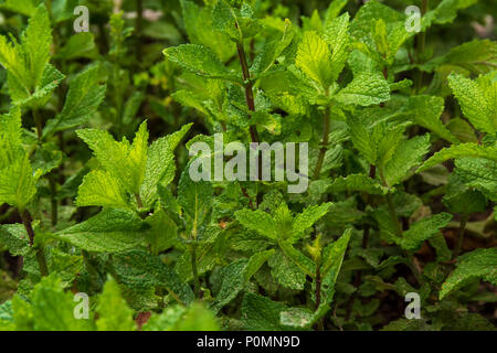 Plante de menthe , Menthe, Nom commun Nom scientifique Mentha spicata L. Banque D'Images