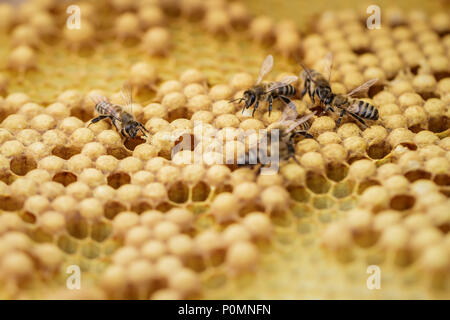 Quelques abeilles fluage sur les abeilles rempli de miel Banque D'Images