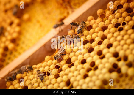 Les abeilles à miel fluage sur rempli de miel Banque D'Images