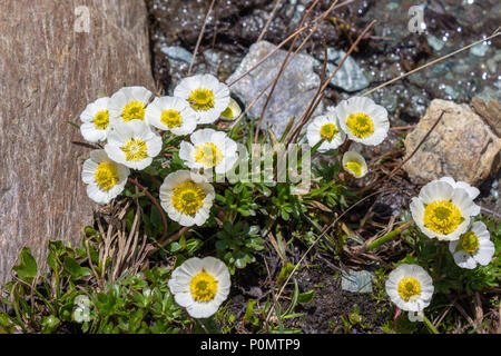 Fleur alpine Ranunculus glacialis. Vallée d'aoste, Italie Banque D'Images