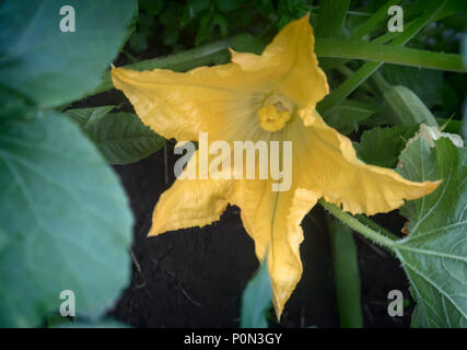 Dans le domaine parmi les feuilles vertes, fleurs de citrouille. Gros plan présente. Banque D'Images