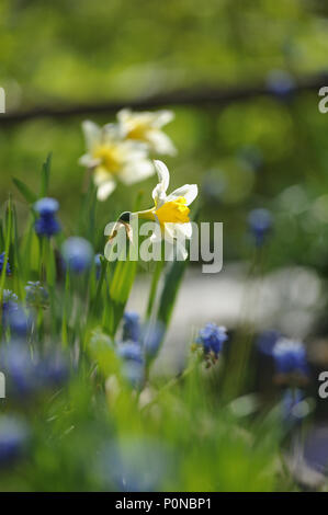 Narcisse sur le parterre en début de l'été Banque D'Images