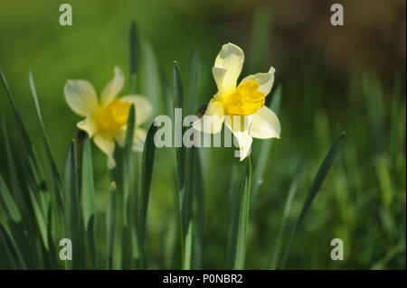 Narcisse sur le parterre en début de l'été Banque D'Images