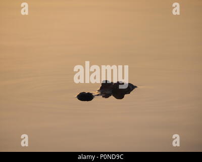 Lever du soleil sur l'étang neuf milles dans le parc national des Everglades, en Floride. Banque D'Images