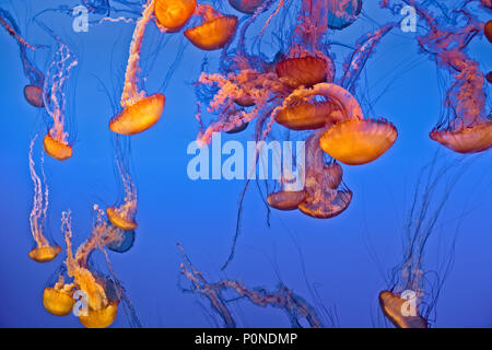 Superbe affichage des méduses à l'ortie de mer Aquarium de Monterey Bay sur la péninsule de Monterey en Californie. Banque D'Images