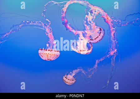 Superbe affichage des méduses à l'ortie de mer Aquarium de Monterey Bay sur la péninsule de Monterey en Californie. Banque D'Images