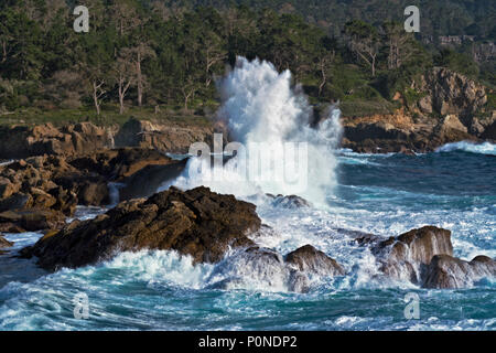 De nombreux types d'oiseaux, y compris les cormorans noirs nichent sur l'île aux oiseaux dans la région de Point Lobos State Parc naturel sur la péninsule de Monterey en Californie. Banque D'Images