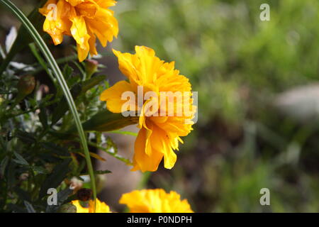 Près d'une fleur de souci jaune. Banque D'Images