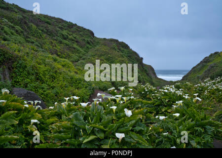 Floraison printanière de lis calla le long de Doud Creek in California's Garrapata State Park et Big Sur la côte. Banque D'Images