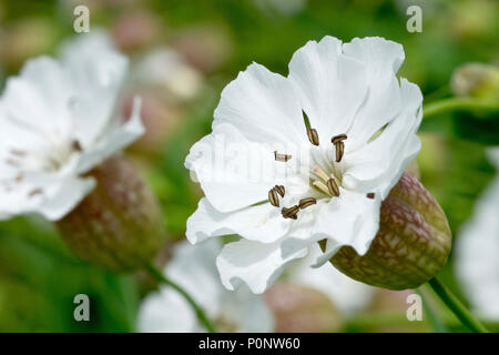 Mer (Silene vulgaris subsp. maritima), close up sur une seule fleur avec d'autres dans l'arrière-plan. Banque D'Images