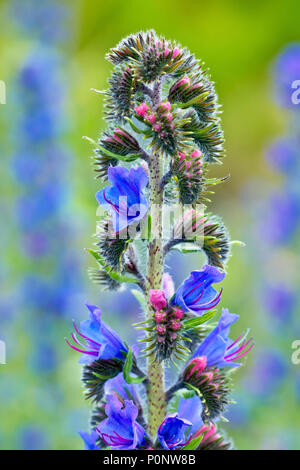 La vipère (Vipérine commune Echium vulgare), close up d'une seule tige fleurie parmi d'autres. Banque D'Images