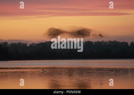 Starling murmuration & mute swan, Aqualate simple, Staffordshire, England, UK Banque D'Images