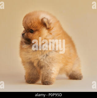 Portrait de chien chiot Pomeranian en studio, avec un fond beige lumière Banque D'Images