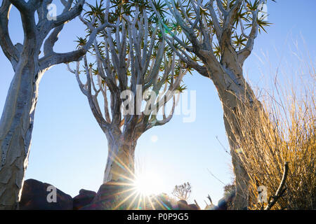 La fin de l'après-midi jusqu'à la solarisation trois arbres en Namibie Quiver Tree Forest paysage à Keetmanshoop Banque D'Images