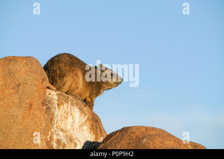 Dassie sur des rochers une fin d'après-midi Banque D'Images