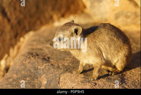 Dassie sur des rochers une fin d'après-midi Banque D'Images