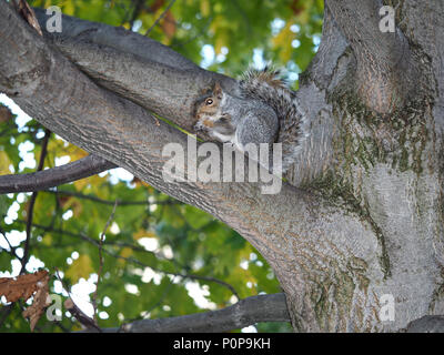 L'écureuil gris (Sciurus carolinensis) sur un arbre à Buffalo, NY, USA Banque D'Images