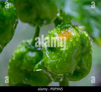 Le habanero peppers growing jeunes à Oahu, Hawaii Banque D'Images