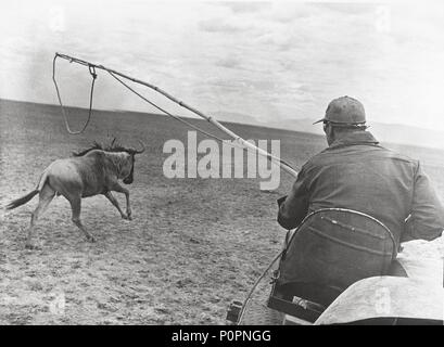 Titre original : HATARI !. Titre en anglais : HATARI !. Directeur du film : Howard Hawks. Année : 1962. Credit : PARAMOUNT PICTURES / Album Banque D'Images